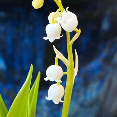 Lily of the Valley