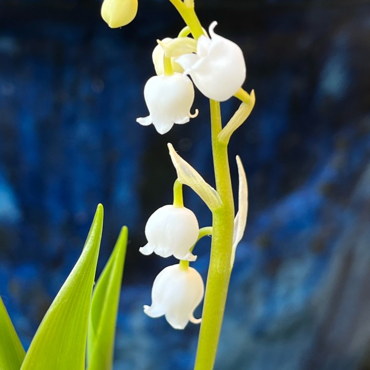 plant image 1590243