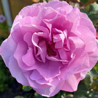 Rose 'Country Retreat' Harry Edland