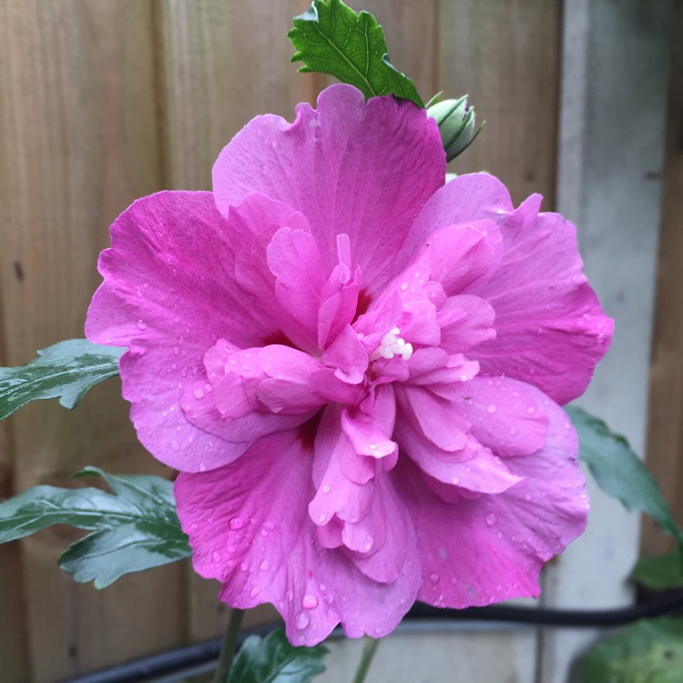 Plant image Hibiscus syriacus 'Purple Pillar'