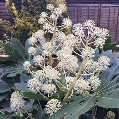 Fatsia japonica  syn. Aralia japonica