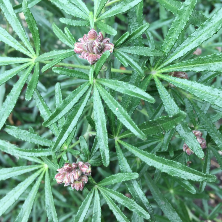 plant image 316270 plant image 316270