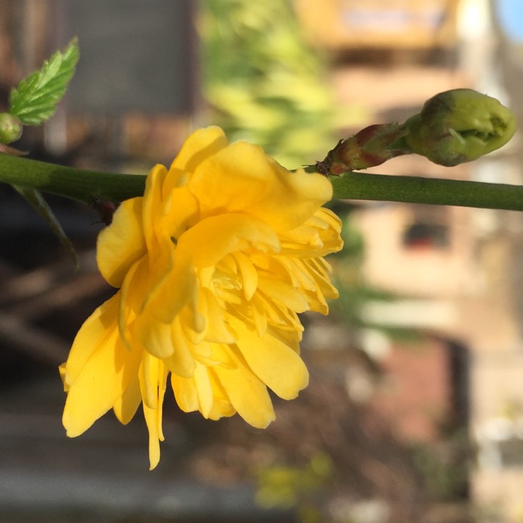 Plant image Kerria japonica