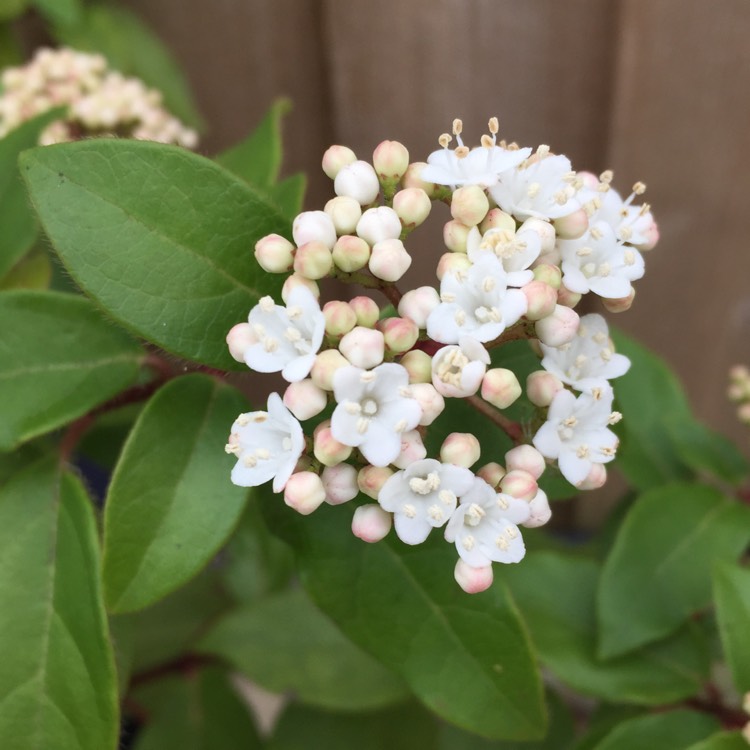 plant image 327455