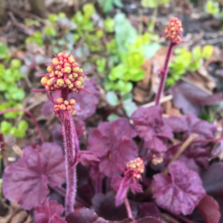 plant image 339100