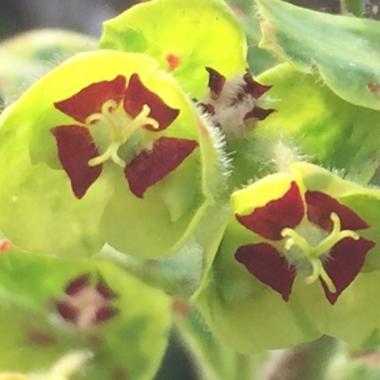 plant image 349723