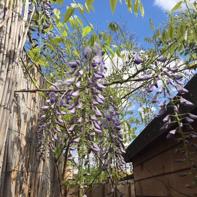 plant image 363819