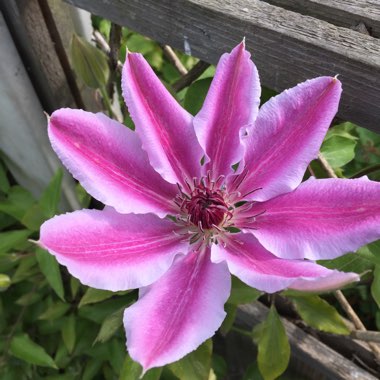 Clematis 'Nelly Moser'