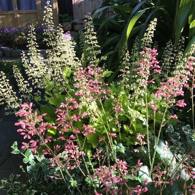 Plant image Heuchera 'Fire Chief'