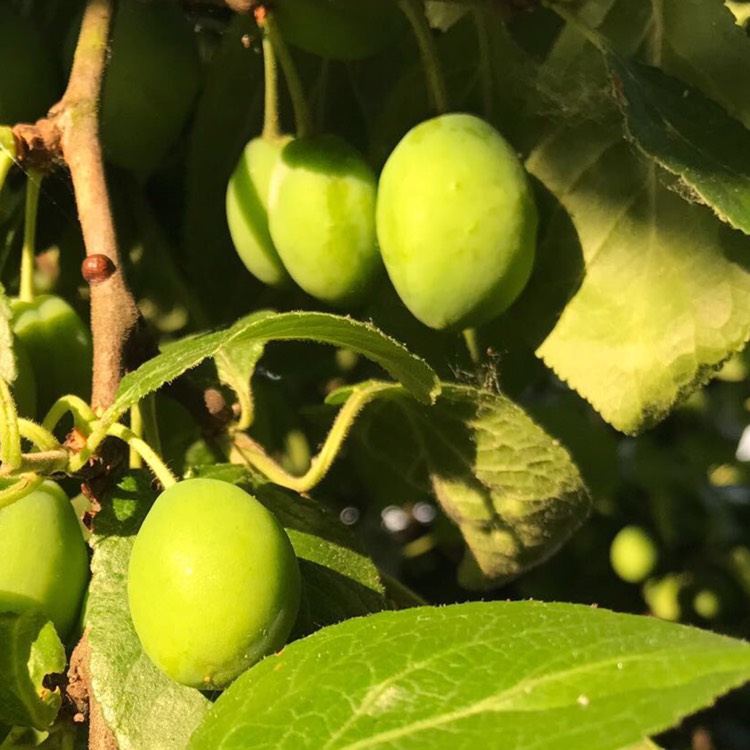 Plant image Prunus domestica 'Victoria'