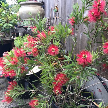 Callistemon