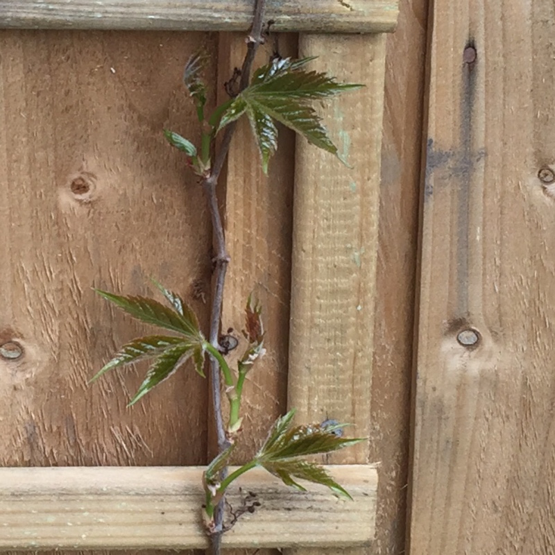 plant image 52204