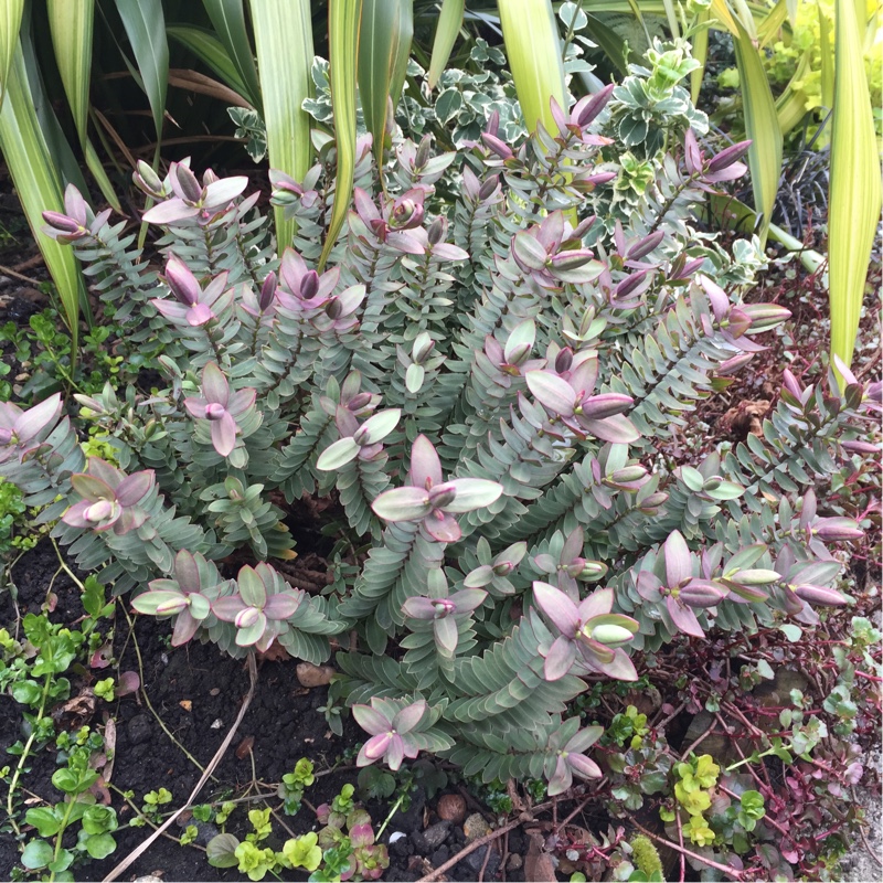 plant image 52284