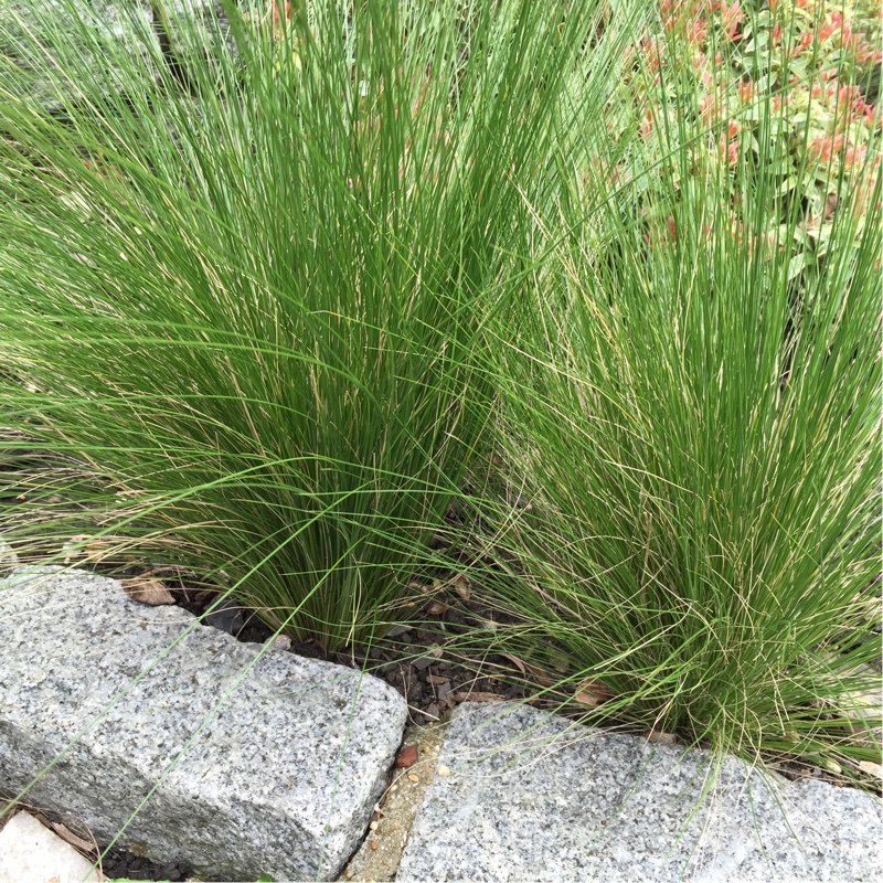 Plant image Deschampsia cespitosa