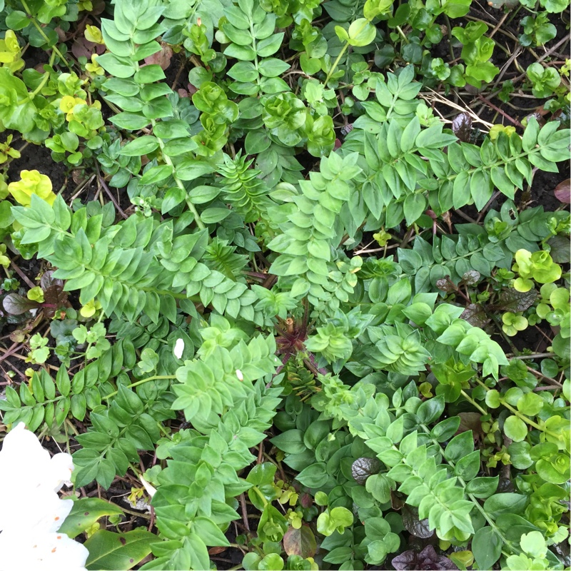 plant image 53485 plant image 53485