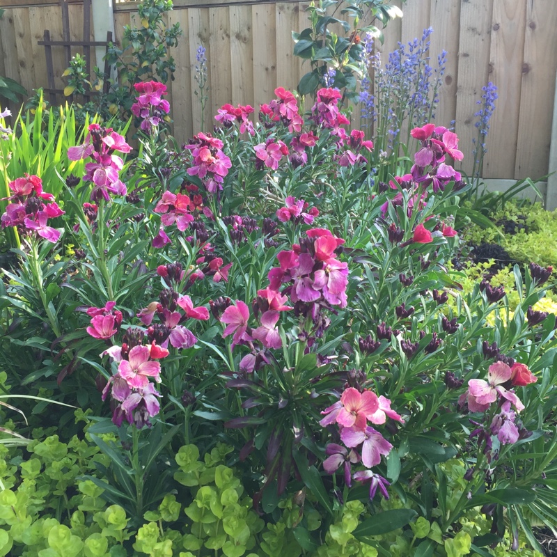 plant image 63674 plant image 63674