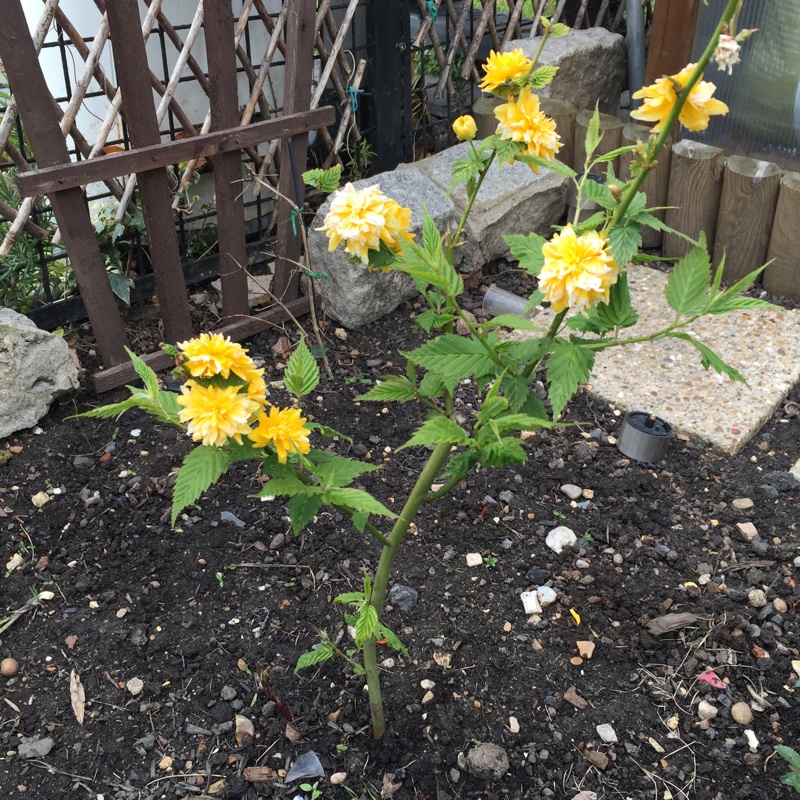 plant image 64286 plant image 64286