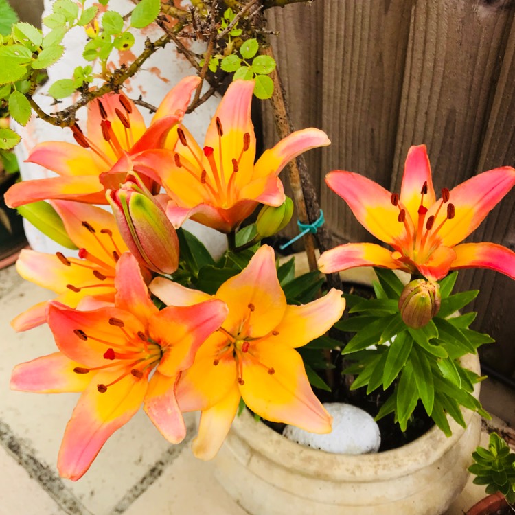 plant image 745279 plant image 745279