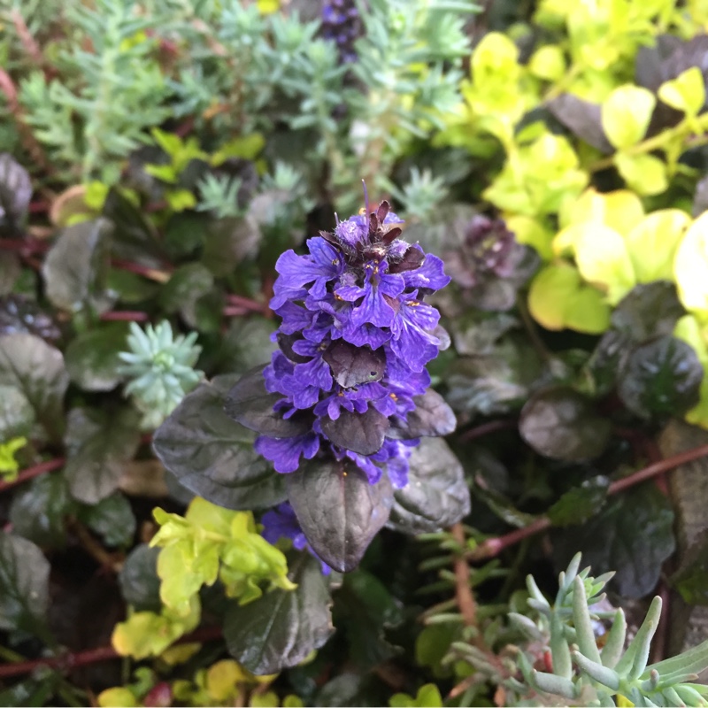 plant image 75195 plant image 75195