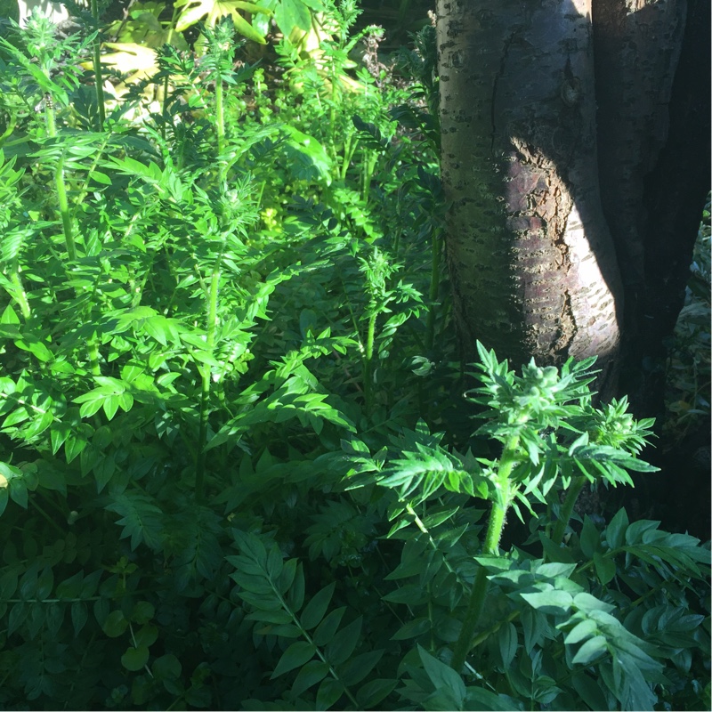 plant image 87872 plant image 87872