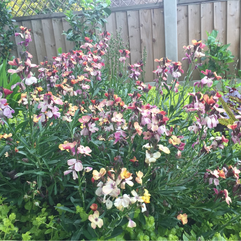 plant image 87879 plant image 87879