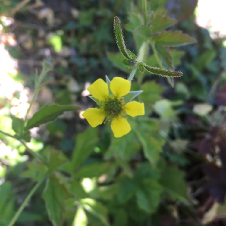 Plant image Geum Urbanum