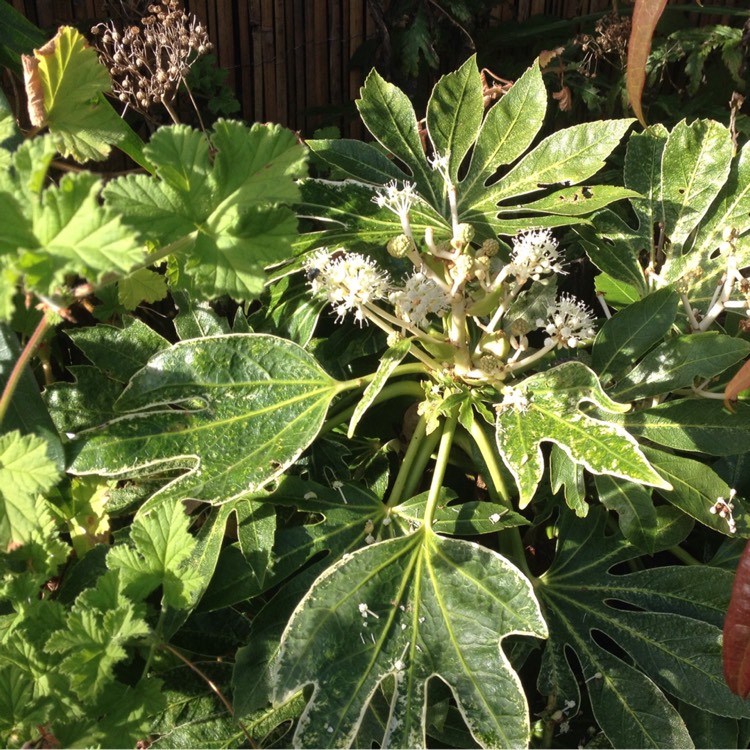 plant image 277304