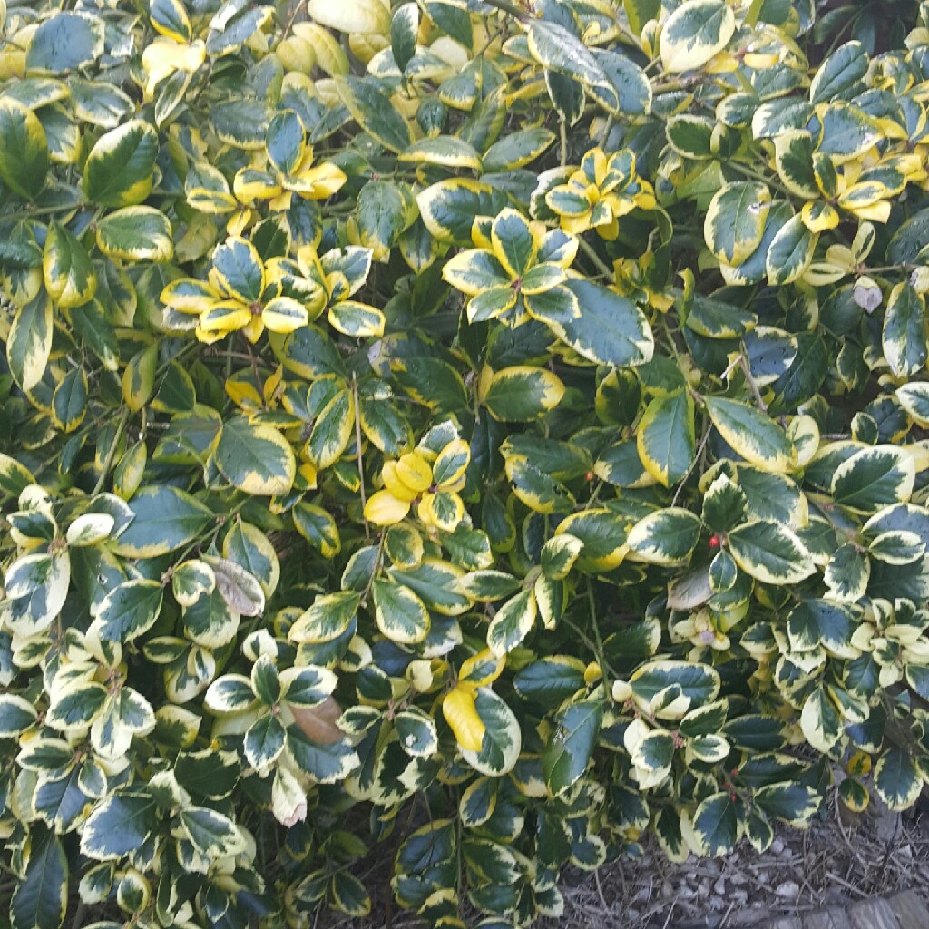 Plant image Euonymus Fortunei 'Emerald Gaiety'