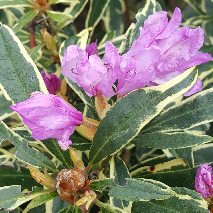 Plant image Rhododendron 'Silver Edge'