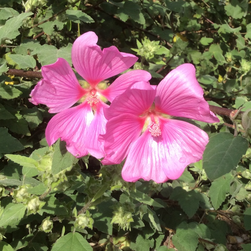 Plant image Lavatera x clementii 'Burgundy Wine'
