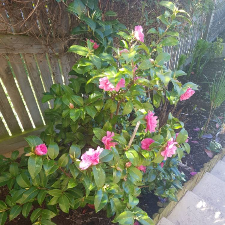 plant image 1277052