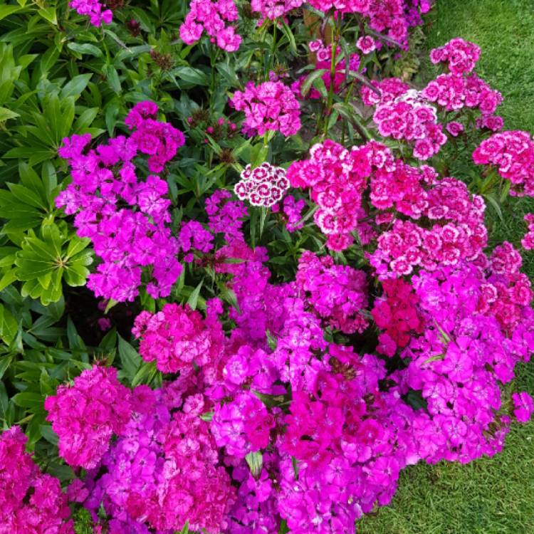 plant image 1341221