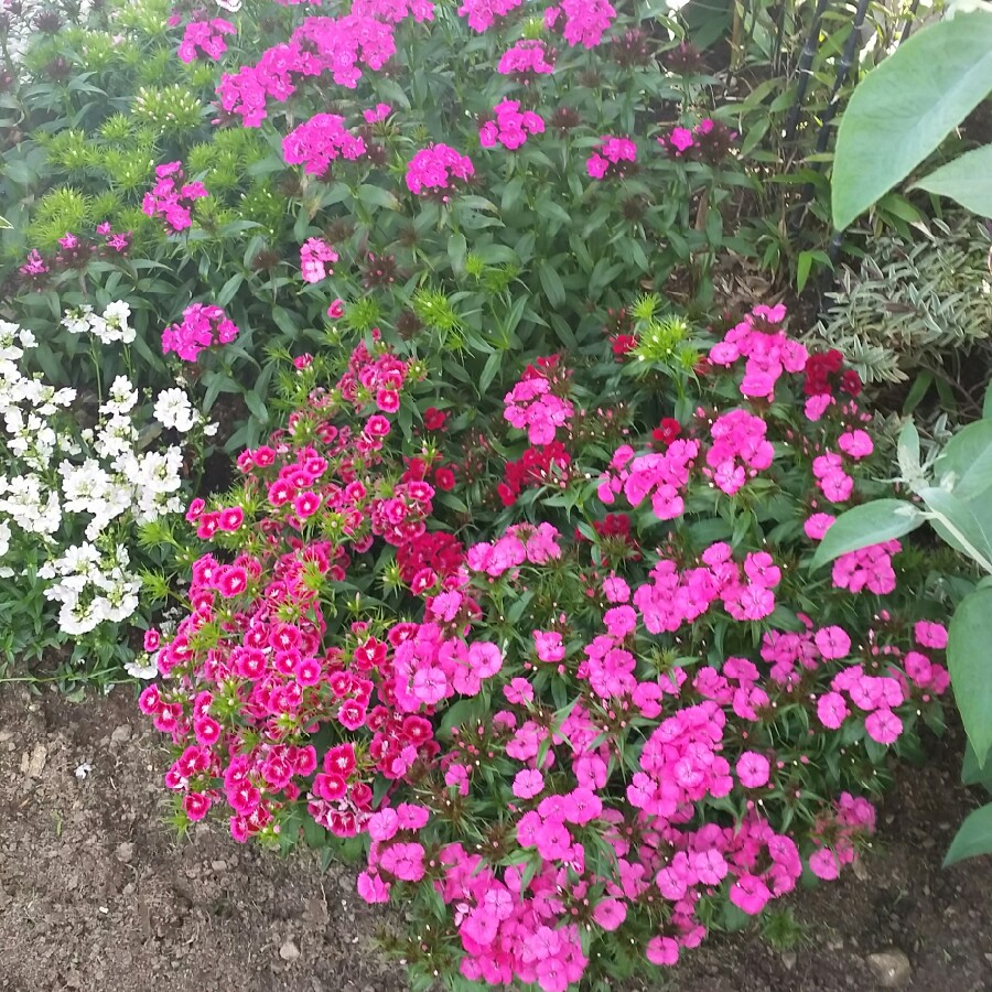 plant image 145720