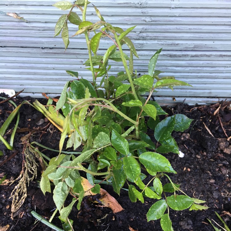 plant image 399009