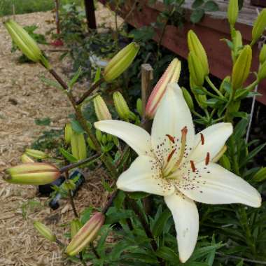 Bethany's garden
