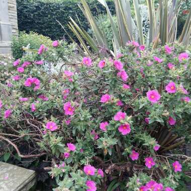 Gary's garden
