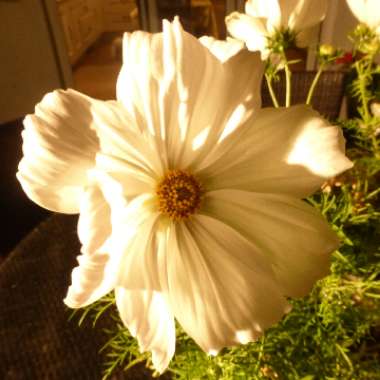 Gary's garden