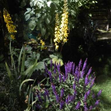 Gary's garden