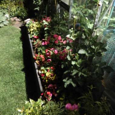 Gary's garden