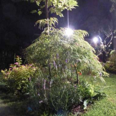 Gary's garden