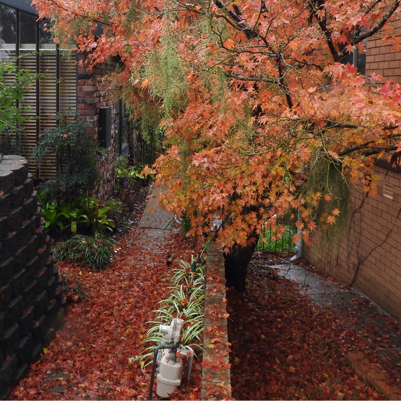 Plant image Acer Palmatum 'Beni-Maiko'