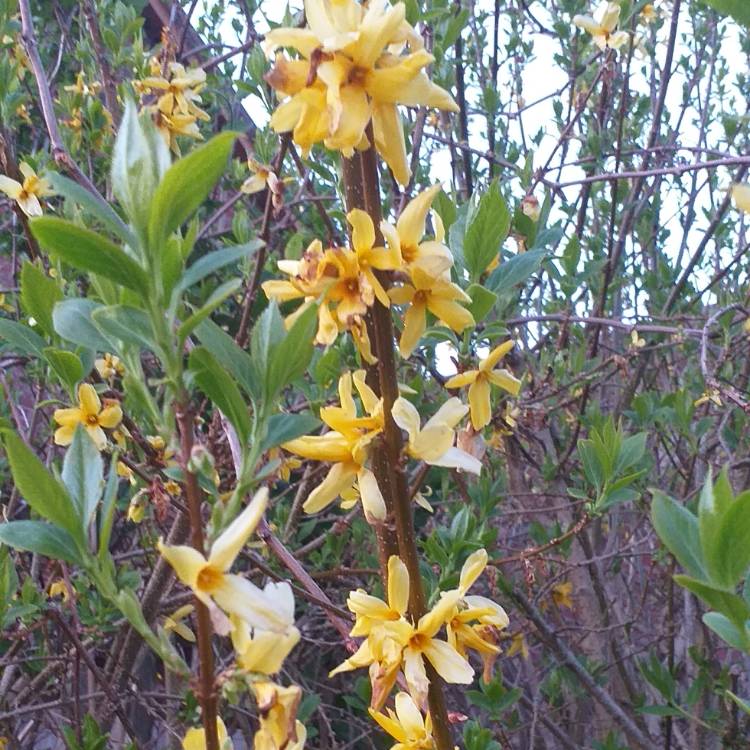 plant image 1263340