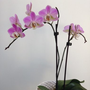 Moth Orchid