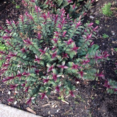 Shrubby Veronica