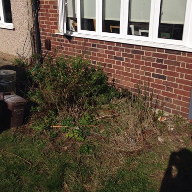 Sam's garden
