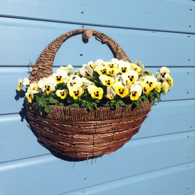 Pansy