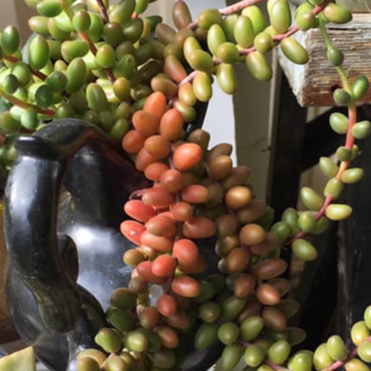 plant image 962192