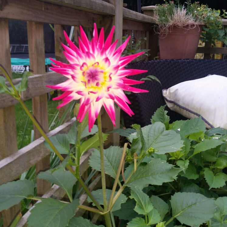 plant image 1178905