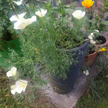 California Poppy