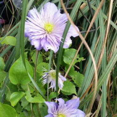 Clematis 'Crystal Fountain'